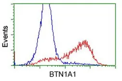 Anti-BTN1A1 antibody [3A12] used in Flow cytometry (FCM). GTX84780