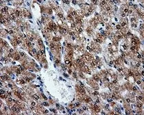 Anti-ATP5B antibody [6C4] used in IHC (Paraffin sections) (IHC-P). GTX84848
