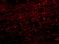 Anti-CLIP170 antibody used in IHC (Paraffin sections) (IHC-P). GTX85030