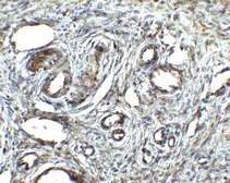 Anti-Orai1 antibody used in IHC (Paraffin sections) (IHC-P). GTX85048
