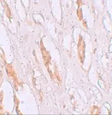 Anti-ZIP1 antibody used in IHC (Paraffin sections) (IHC-P). GTX85135
