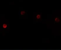 Anti-PLAC1 antibody used in Immunocytochemistry/ Immunofluorescence (ICC/IF). GTX85151
