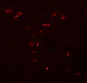 Anti-ZNF536 antibody used in IHC (Paraffin sections) (IHC-P). GTX85225
