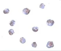 Anti-TMEM214 antibody used in Immunocytochemistry/ Immunofluorescence (ICC/IF). GTX85257