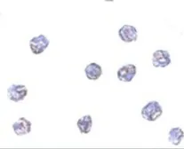 Anti-STING antibody used in Immunocytochemistry/ Immunofluorescence (ICC/IF). GTX85266