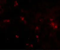 Anti-SYPL2 antibody used in Immunocytochemistry/ Immunofluorescence (ICC/IF). GTX85272