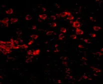 Anti-MATN4 antibody used in IHC (Paraffin sections) (IHC-P). GTX85294