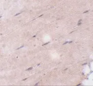 Anti-FNIP2 antibody used in IHC (Paraffin sections) (IHC-P). GTX85348
