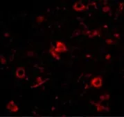 Anti-Nanos3 antibody used in IHC (Paraffin sections) (IHC-P). GTX85389