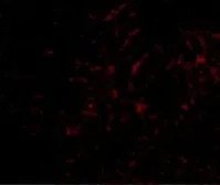 Anti-Plxdc2 antibody used in IHC (Paraffin sections) (IHC-P). GTX85419