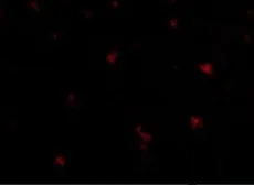 Anti-FEZ2 antibody used in IHC (Paraffin sections) (IHC-P). GTX85423