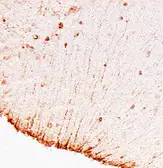 Anti-GFAP antibody used in Immunohistochemistry (IHC). GTX85454
