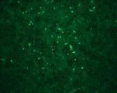 Anti-West Nile virus Capsid protein antibody used in Immunocytochemistry/ Immunofluorescence (ICC/IF). GTX85509