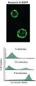 Annexin V-Biotin Apoptosis Detection Kit. GTX85587