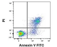Annexin V-FITC Apoptosis Detection Kit. GTX85591