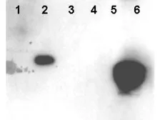 Anti-HMG14 (phospho Ser20/Ser24) antibody used in Western Blot (WB). GTX85600