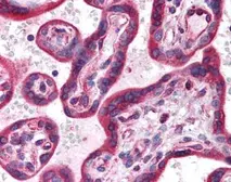 Anti-HIF3 alpha antibody used in IHC (Paraffin sections) (IHC-P). GTX85702