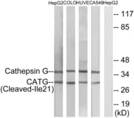 Anti-Cathepsin G (cleaved Ile21) antibody used in Western Blot (WB). GTX86950