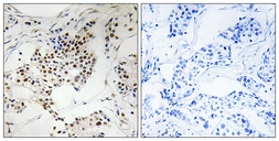 Anti-SGOL2 antibody used in IHC (Paraffin sections) (IHC-P). GTX86981