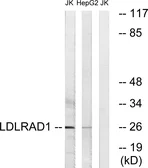 Anti-LDLRAD1 antibody used in Western Blot (WB). GTX87041