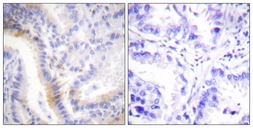 Anti-Urocortin antibody used in IHC (Paraffin sections) (IHC-P). GTX87176