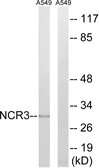 Anti-NCR3 antibody used in Western Blot (WB). GTX87179