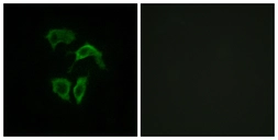 Anti-OR2A4 + OR2A7 antibody used in Immunocytochemistry/ Immunofluorescence (ICC/IF). GTX87198