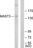 Anti-MAST3 antibody used in Western Blot (WB). GTX87209