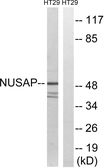Anti-NUSAP1 antibody used in Western Blot (WB). GTX87221