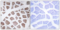 Anti-MRPS18C antibody used in IHC (Paraffin sections) (IHC-P). GTX87389