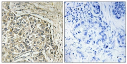 Anti-Arylsulfatase D antibody used in IHC (Paraffin sections) (IHC-P). GTX87652
