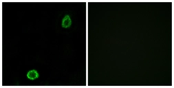 Anti-ABCA13 antibody used in Immunocytochemistry/ Immunofluorescence (ICC/IF). GTX87815