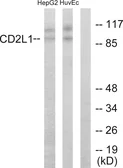 Anti-CD2L1 antibody used in Western Blot (WB). GTX87856