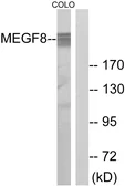 Anti-MEGF8 antibody used in Western Blot (WB). GTX87960