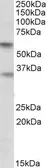 Anti-SIGLEC6 antibody, Internal used in Western Blot (WB). GTX88051