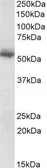 Anti-Copine 1 antibody, C-term used in Western Blot (WB). GTX88066