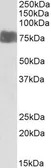Anti-LARGE (aa421-433) antibody, Internal used in Western Blot (WB). GTX88124