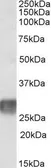 Anti-LAIR1 antibody, Internal used in Western Blot (WB). GTX88141