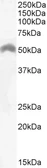 Anti-LSP1 antibody, C-term used in Western Blot (WB). GTX88185