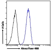 Anti-SMC5 antibody, Internal used in Flow cytometry (FCM). GTX88264