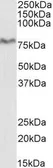Anti-XPNPEP1 antibody, C-term used in Western Blot (WB). GTX88401