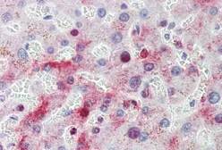 Anti-MTHFD1 antibody, Internal used in IHC (Paraffin sections) (IHC-P). GTX88541