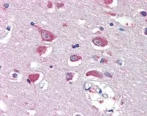 Anti-GluR4 antibody, Internal used in IHC (Paraffin sections) (IHC-P). GTX88589