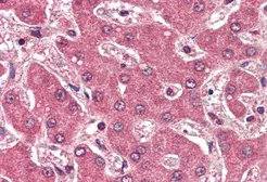 Anti-Apolipoprotein B antibody, Internal used in IHC (Paraffin sections) (IHC-P). GTX88654
