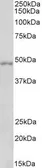Anti-OX1R + OX2R antibody, Internal used in Western Blot (WB). GTX88715
