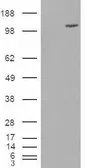 Anti-FAM62A antibody, Internal used in Western Blot (WB). GTX88786
