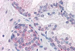 Anti-PDE11A antibody, Internal used in IHC (Paraffin sections) (IHC-P). GTX89018