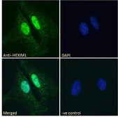 Anti-HEXIM1 antibody, C-term used in Immunocytochemistry/ Immunofluorescence (ICC/IF). GTX89214
