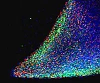 Anti-Nanog antibody, Internal used in Immunocytochemistry/ Immunofluorescence (ICC/IF). GTX89490
