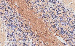 Anti-SNAP25 antibody, C-term used in IHC (Paraffin sections) (IHC-P). GTX89577